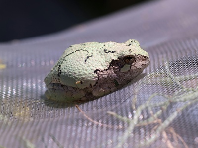 Galam White-lipped Frog