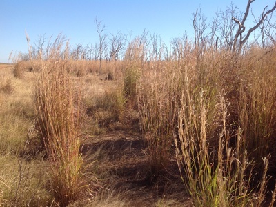 Gamba Grass