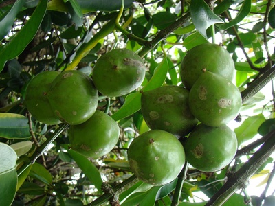 Gamboge Tree
