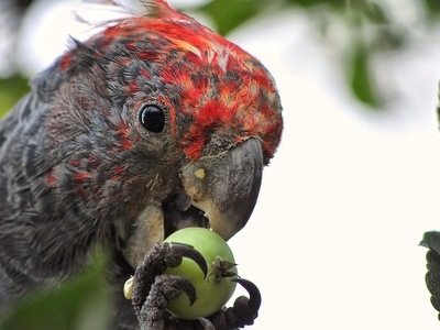 Gang-gang Cockatoo
