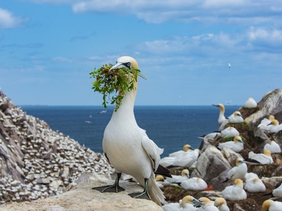Gannet