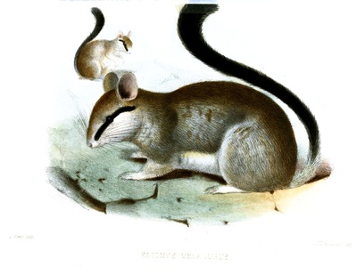 Garden Dormouse