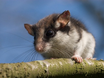 Garden Dormouse