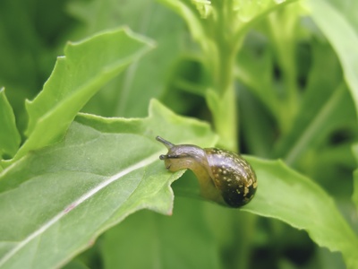 Garden Snail