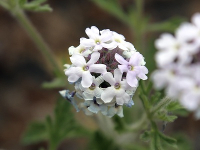 Garden Verbena