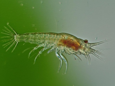 Gatun Lake Copepod