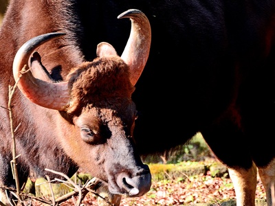 Gaur (Indian Bison)