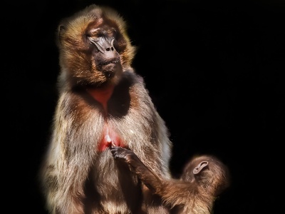 Gelada