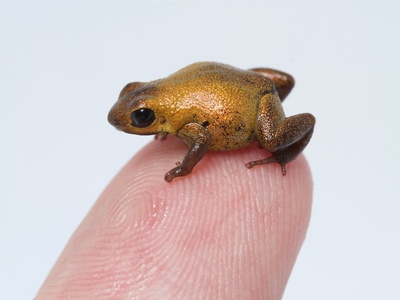 Geminis' Poison Frog