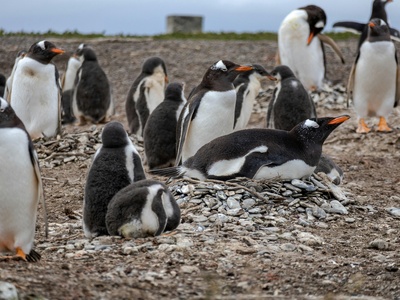 Gentoo Penguin