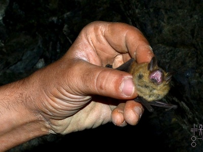 Geoffroy's Bat