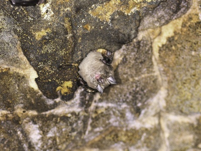 Geoffroy's Horseshoe Bat
