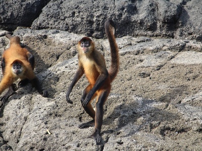 Geoffroy's spider monkey