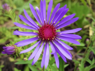 Georgia Aster