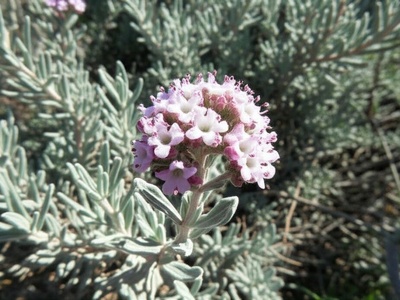 Germander