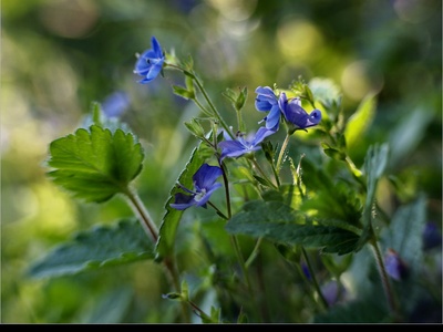 Germander speedwell