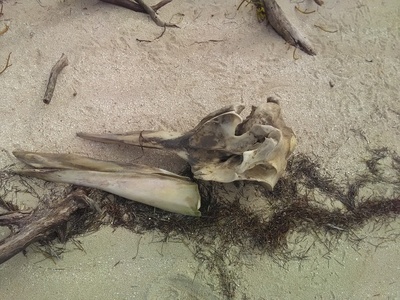 Gervais's Beaked Whale