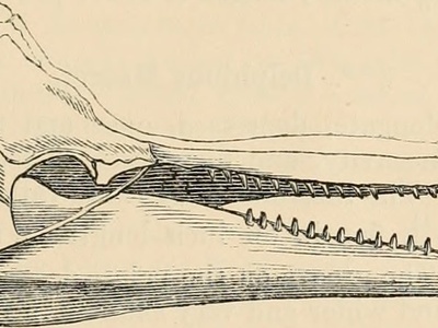 Gervais' beaked whale