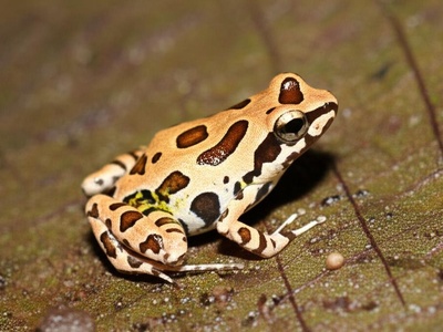 Ghana Puddle Frog