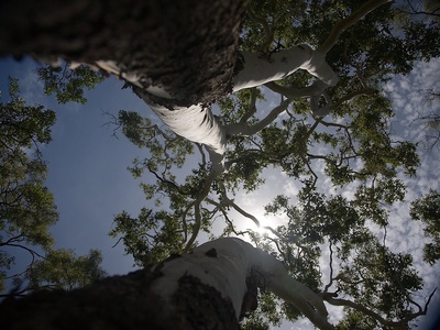 Ghost Gum