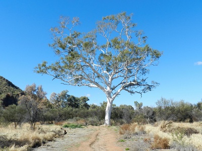 Ghost Gum (Papuana)
