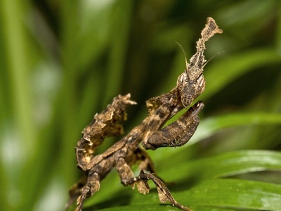 Ghost Mantis