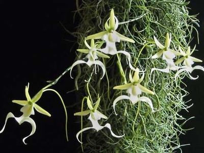 Ghost orchid