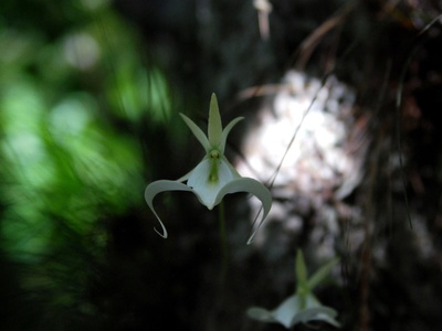 Ghost Orchid