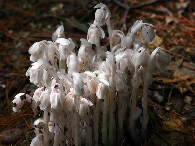 Ghost Plant