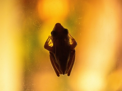 Ghostly Rain Frog