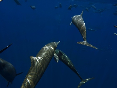 Giant African threadfin