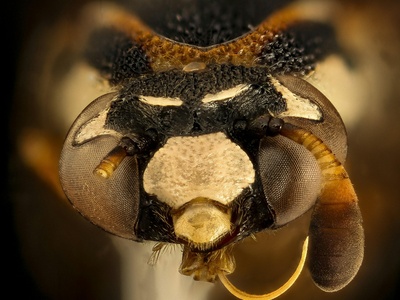 Giant Asian Hornet