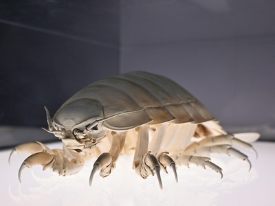 Giant Burrowing Cockroach
