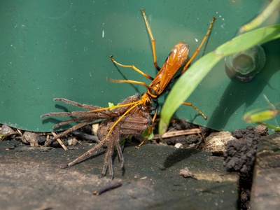 Giant centipede