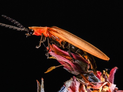 Giant Devil's Flower Mantis