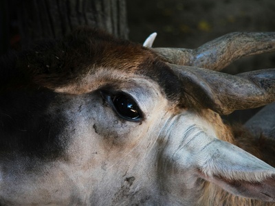Giant Eland