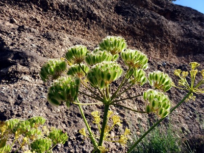 Giant Fennel