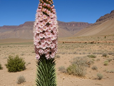 Giant Foxtail Lily