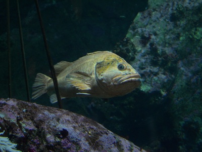 Giant Frogfish