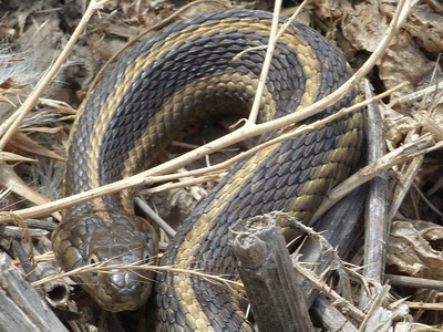 Giant Garter Snake