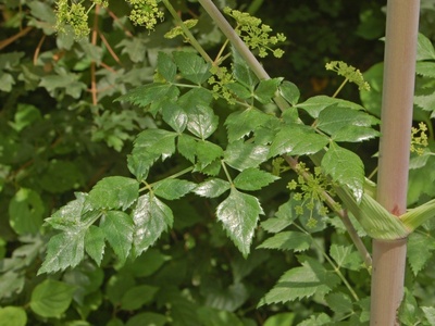 Giant Hog Fennel