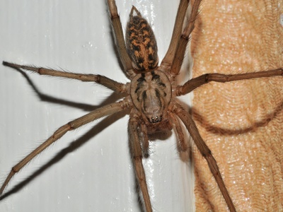 Giant House Spider