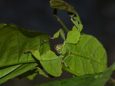 Giant Leaf Insect