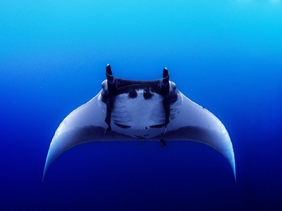 Giant Manta Ray