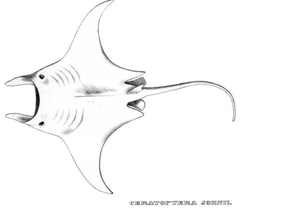 Giant Manta Ray