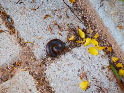 Giant Millipede