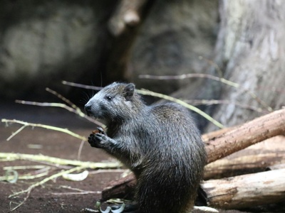 Giant Mole-rat
