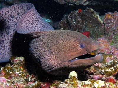 Giant moray