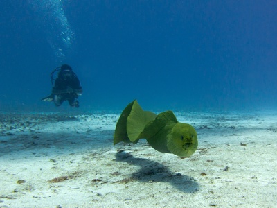 Giant Moray Eel