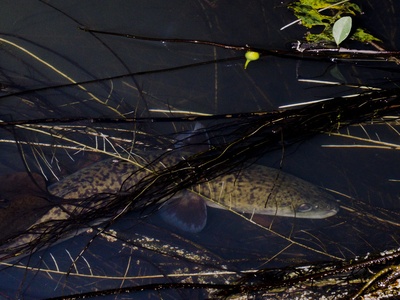 Giant mottled eel